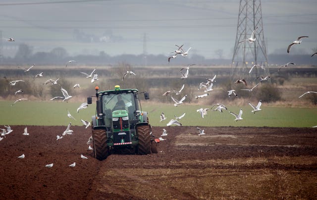 Birds fly around as a farmer ploughs a field