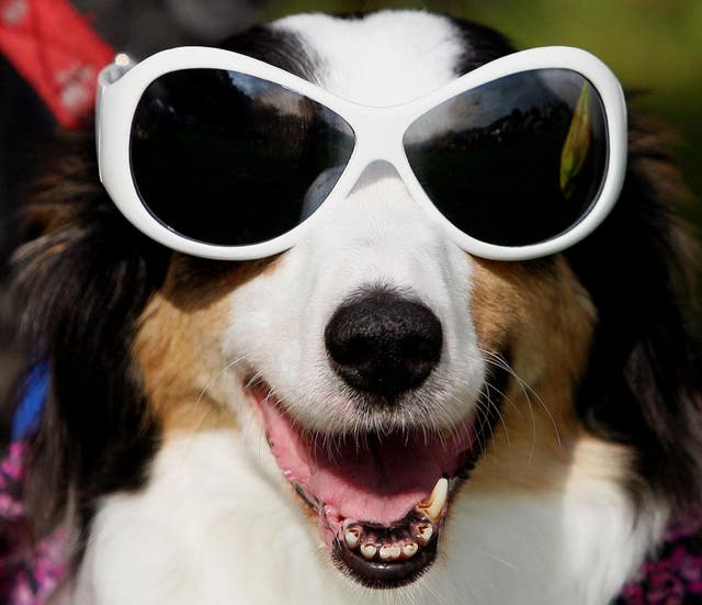A dog wearing sunglasses (Jane Mingay/PA)