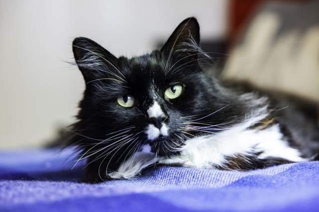 Black-and-white cat on a blue pillow