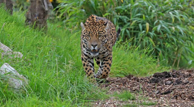 Big cats like jaguars who live in captivity are vulnerable to age related conditions such as arthritis