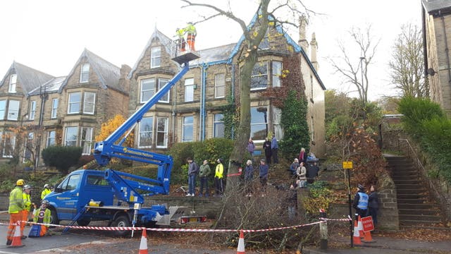 Three arrested in protest against tree felling