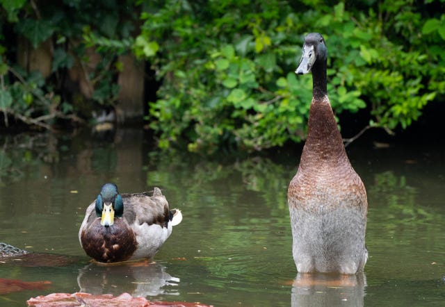 York university campus duck