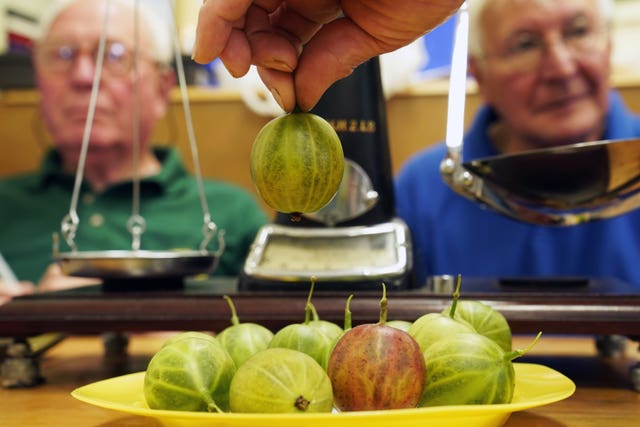 Judges weigh the gooseberry submitted by Graeme Watson