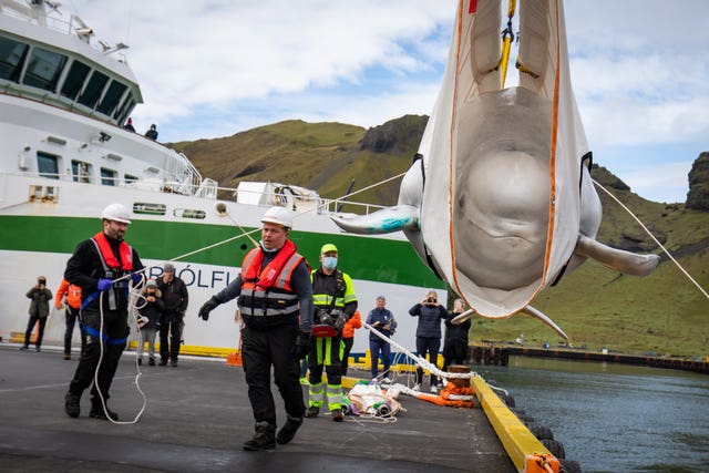 Open-water sanctuary for Beluga Whales