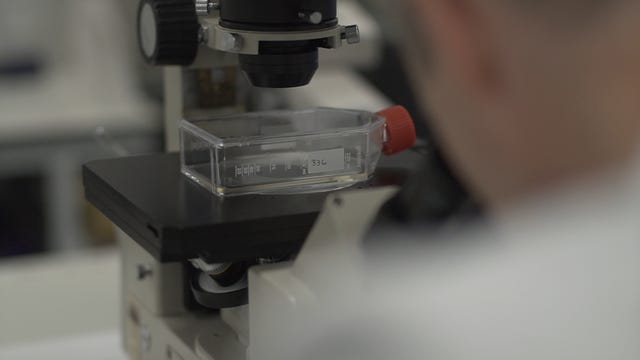 Scientist examines microscope