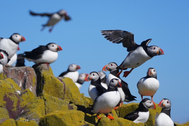 Puffins on the Farne Islands