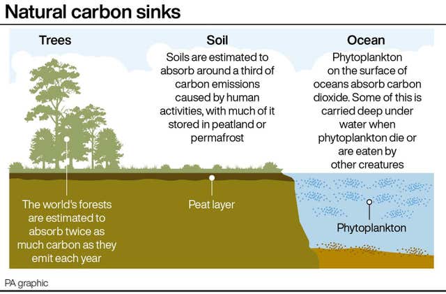 Natural carbon sinks