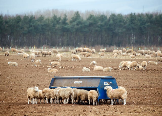 Sheep on a farm in North Yorkshire