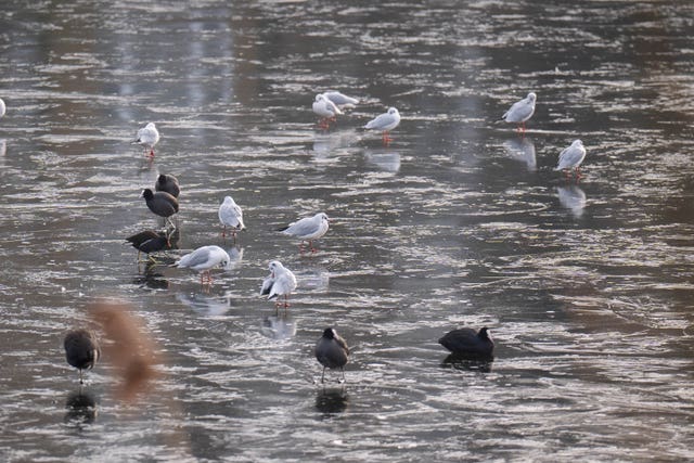 Black-headed gulls, coots and moorhens stand on a frozen lake in Hampstead Heath, north London 