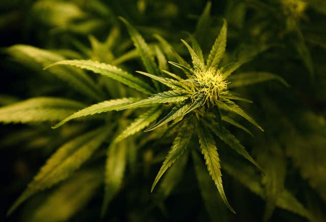 Medicinal cannabis review