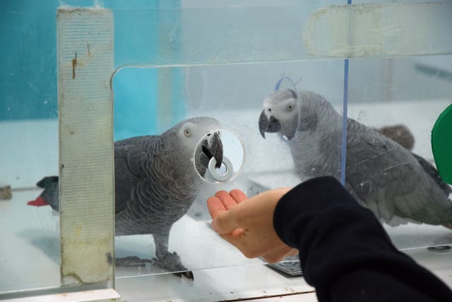 African grey parrots exchanging tokens 