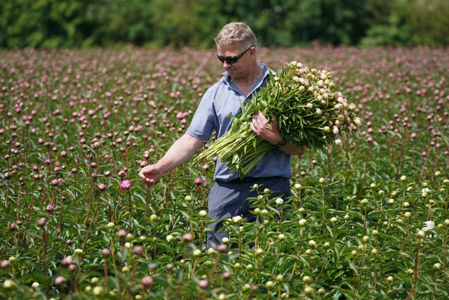 Peony harvest