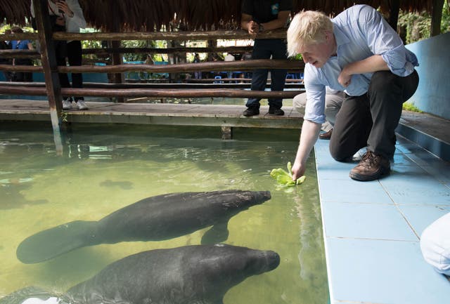 The Foreign Secretary attempts to feed manatees rescued from illegal trafficking in Peru (Stefan Rousseau/PA)