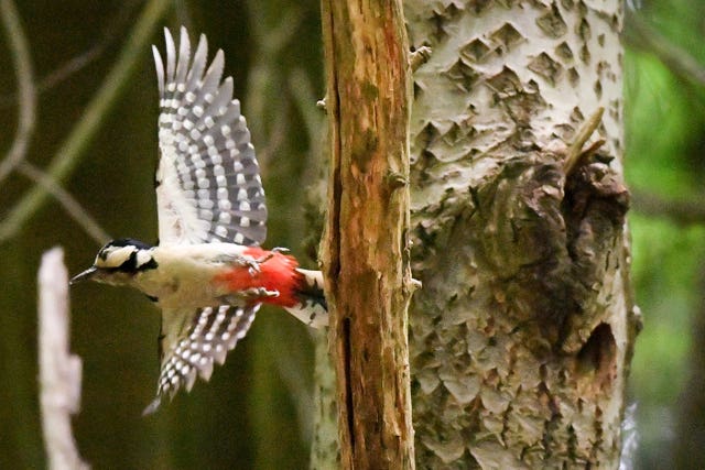 Nesting woodpecker
