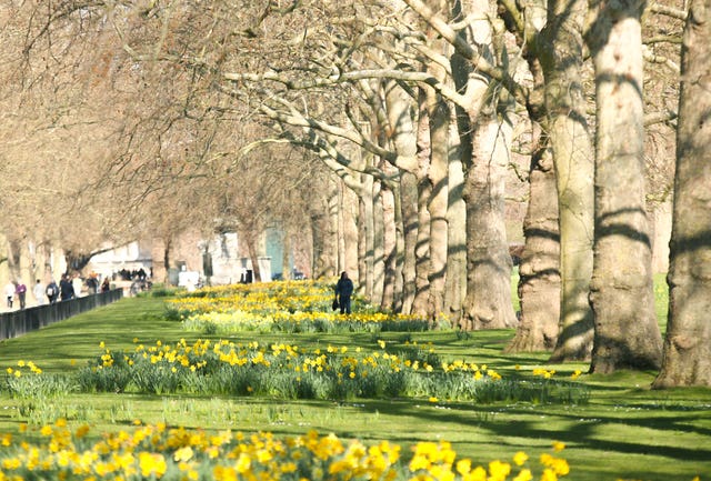 Daffodils line the roadside in St James’ Park, central London 