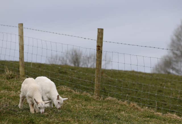 It is rare for geep to be born healthy and thrive (Brian Lawless/PA)