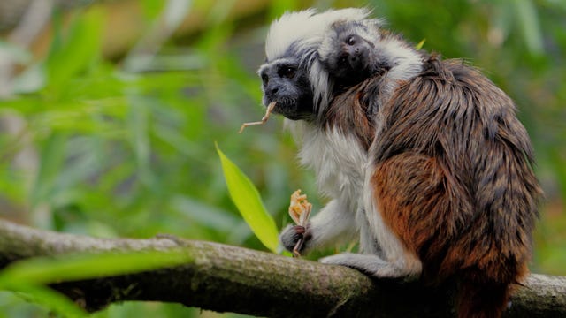 A cotton-top tamarin monkey and her newborn baby