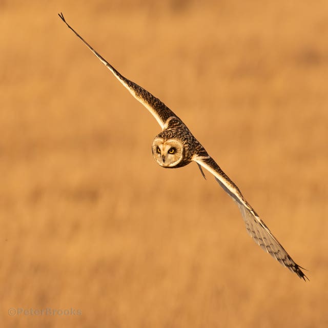 Short-eared owls at Seven Sisters Country Park