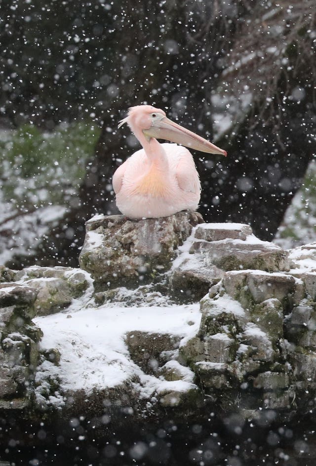 A pelican watches the snow fall in St James’s Park, London