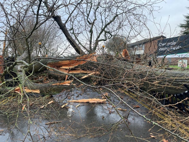 A fallen tree at the Cherryvale playing fields in Belfast