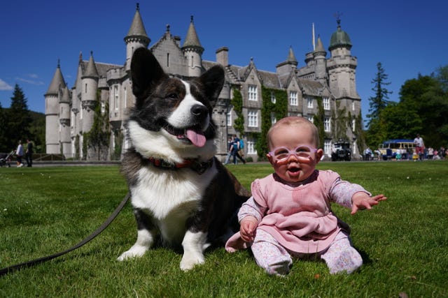 Joy Stephen, six months, with her corgi Marvin on the front lawn at Balmoral where 70 of the Queen's favourite dog breed were gathered on Saturday afternoon by the Corgi Society of Scotland 