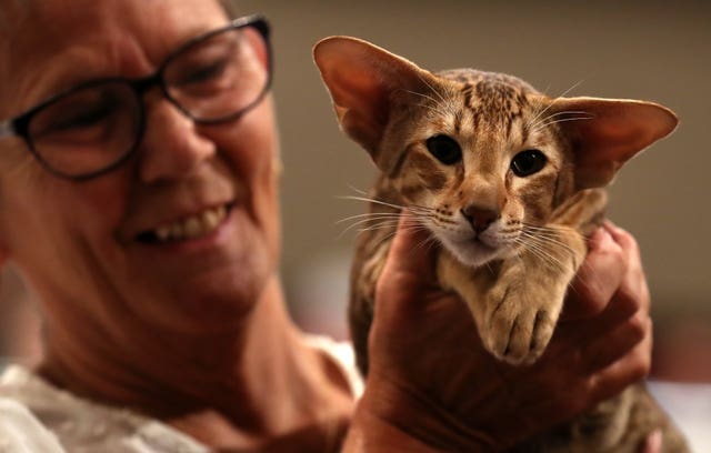 Dundee Cat Show