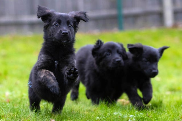 Guide dogs breed record litter of 16 puppies