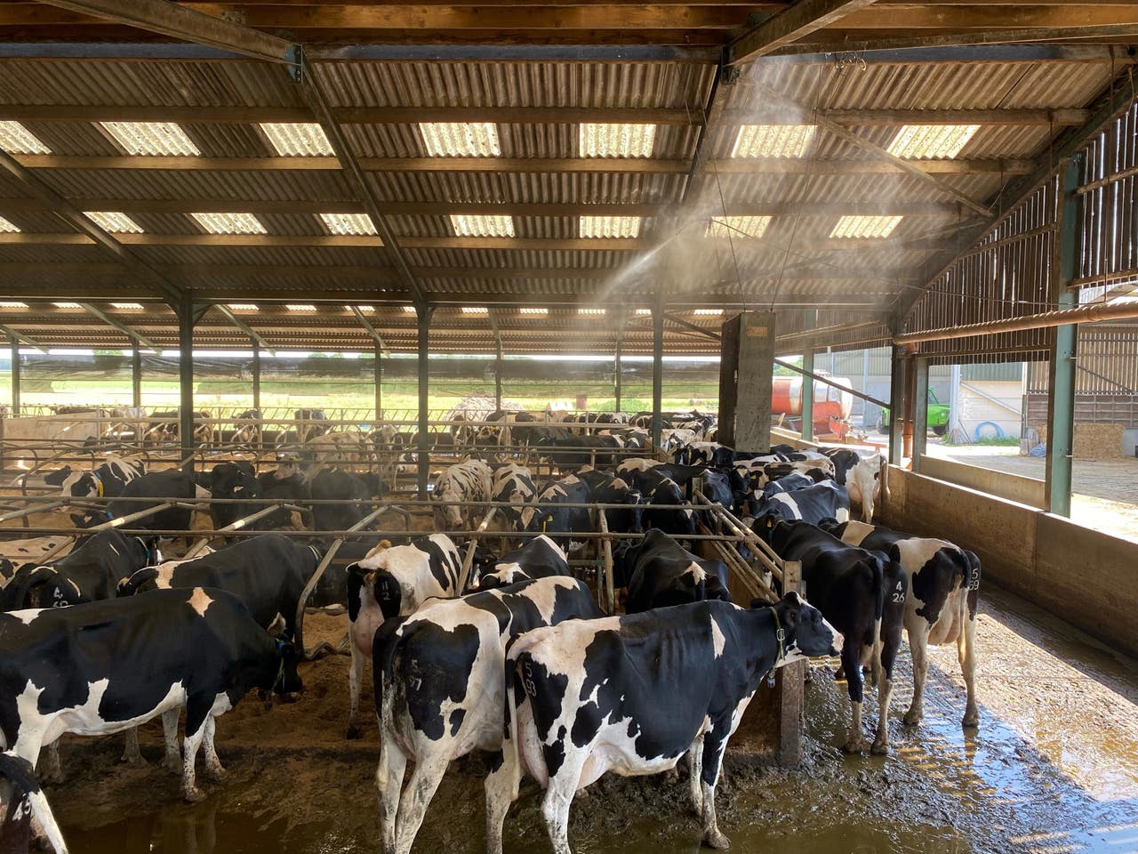 Farmers install misting system and carry out extra checks on cattle