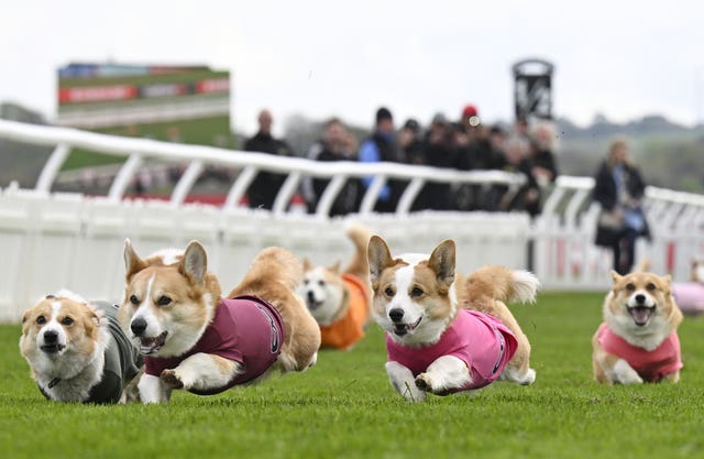 Participants take part in the Corgi Derby at Musselburgh Racecourse, Musselburgh, East Lothian