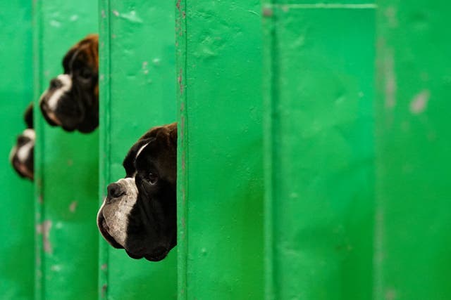The heads of three Boxer dogs, sticking out from different parts of a green partition