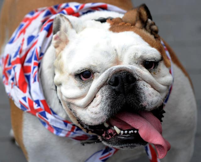 British Bulldog Molly in a British scarf (Owen Humphreys/PA)