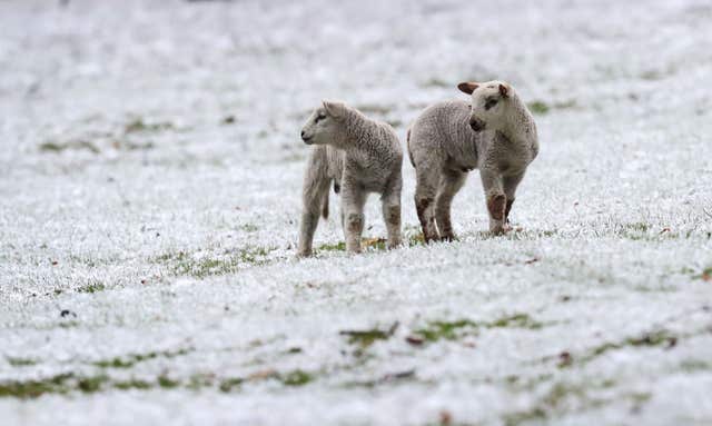 The latest cold snap comes as farmers are into the throes of lambing (Gareth Fuller/PA)