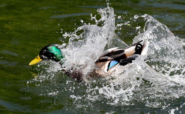 A duck cools off in Canterbury (Gareth Fuller/PA)