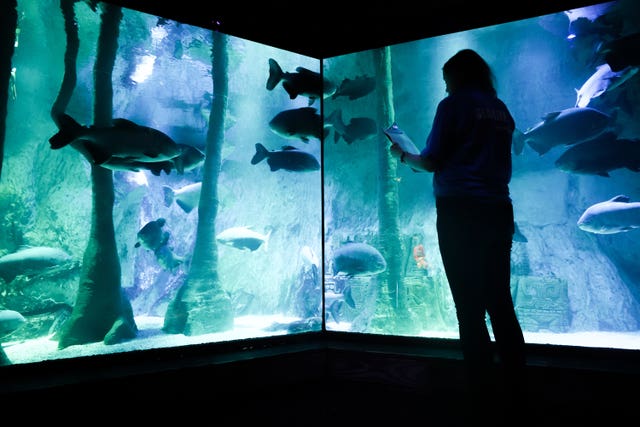 The annual &lsquo;count and clean&rsquo; at Sea Life in London 