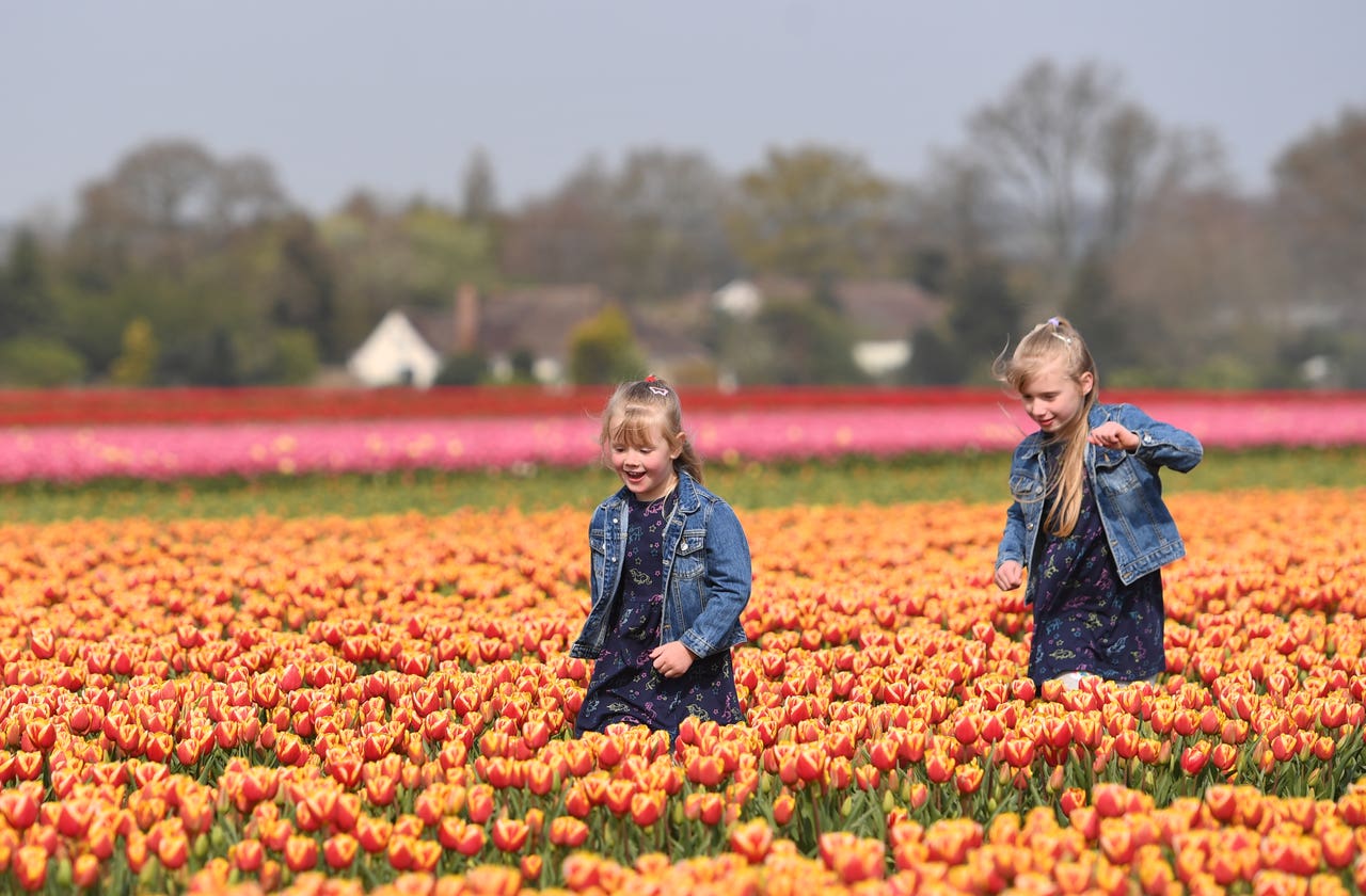 In Pictures: Norfolk field resembles rainbow as tulips come out in full
