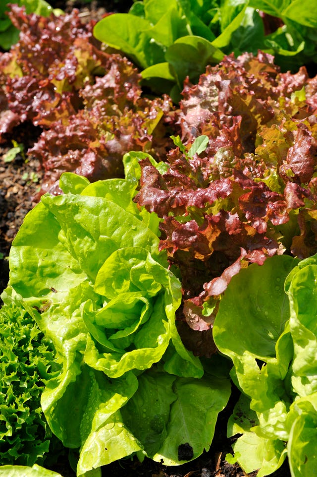 Close up photo of green and red lettuce leaves