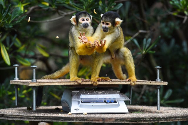 Squirrel monkeys are weighed during the annual weigh-in at ZSL London Zoo