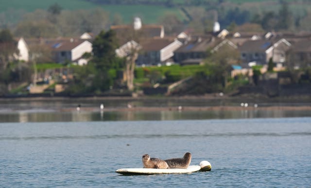 Seals spotted in Co Waterford