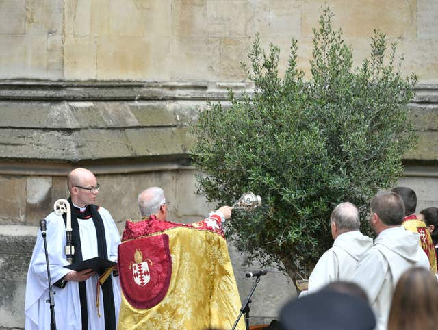 An olive tree is planted in the grounds of Southwark Cathedral