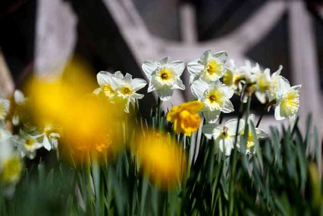 Daffodils grow in the village of Lower Slaughter in the Cotswolds