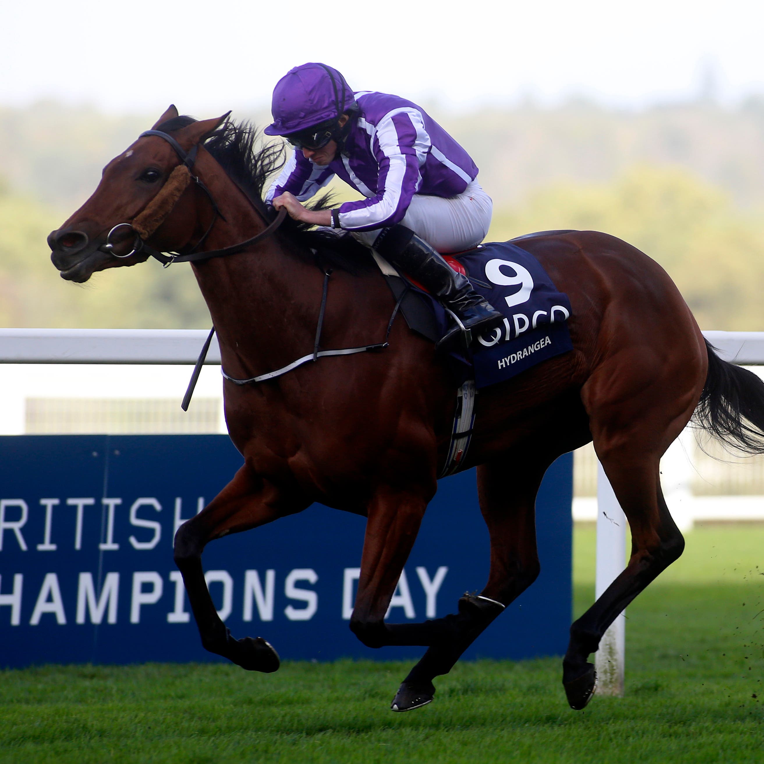 Hydrangea on her way to winning the Qipco British Champions Fillies & Mares Stakes at Ascot last year