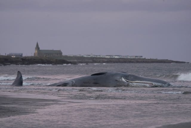 Sperm Whale sighting