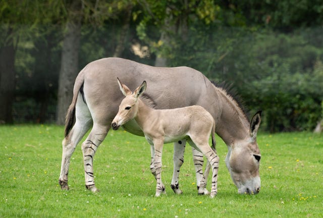 African wild ass foal