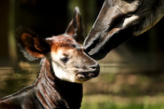 Okapi mother and calf 