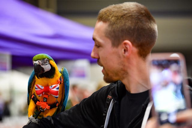 Parrot wearing a Union flag bowtie