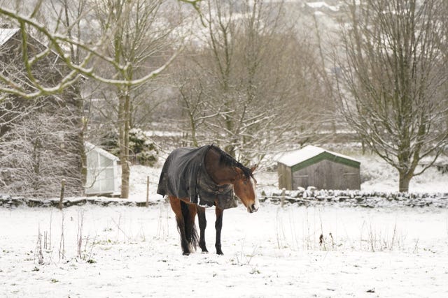 A horse in the snow
