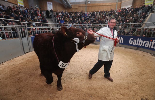 United Auctions’ Stirling Bull Sales