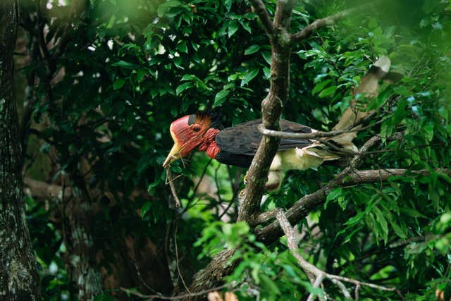 A helmeted hornbill, which features on the WWF's list of 10 endangered species facing extinction due to illegal trade