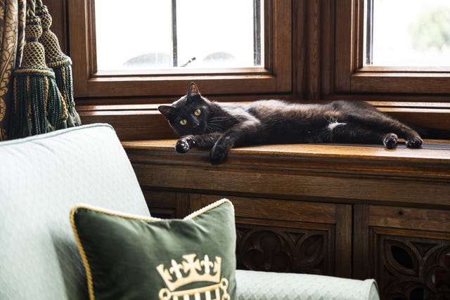 Clem stretched out on a window ledge in Sir Lindsay Hoyle's office in Parliament