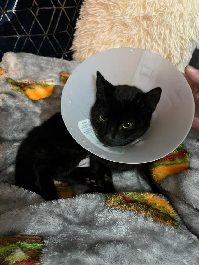 Bear the kitten after surgery